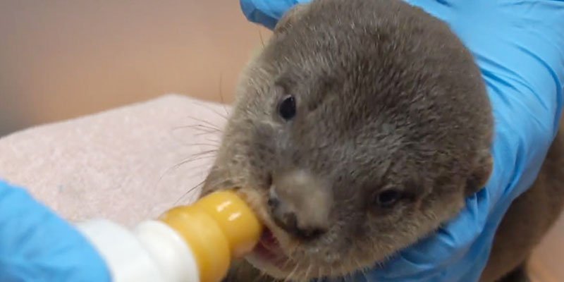 You have to watch this rescued baby otter get reunited with family who thought he drowned peoplem.ag/lfnn1q2