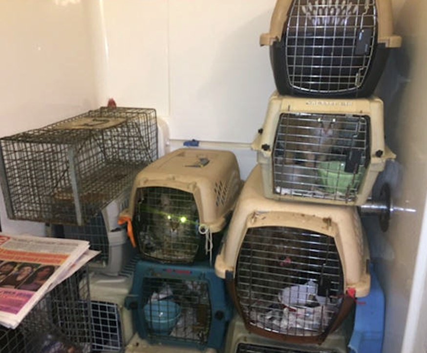 Elisa4animals's tweet photo. https://t.co/MR7g9g5z18 #WestNewYork #AnimalCruelty #hoarding #cathoarding https://t.co/eUxf6TEnhX
