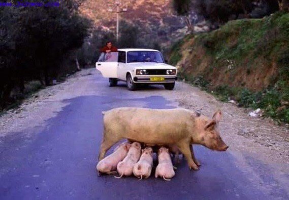 What is the sow's name ?
Hint : Her initials are SIB. #scroads #LACreport