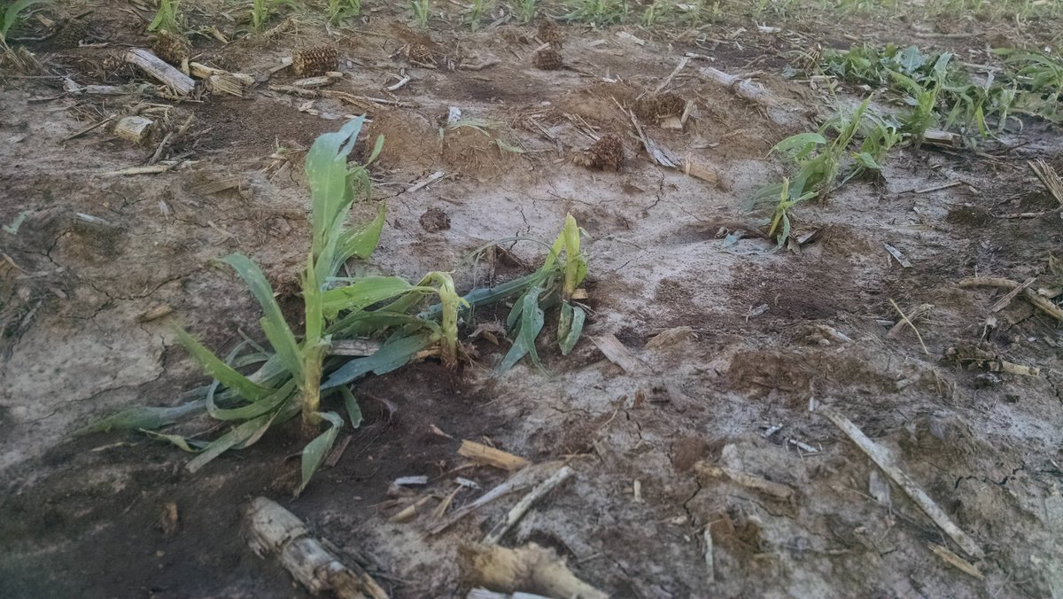 greenT800's tweet photo. #hail2016 https://t.co/wpcM5rD0qB