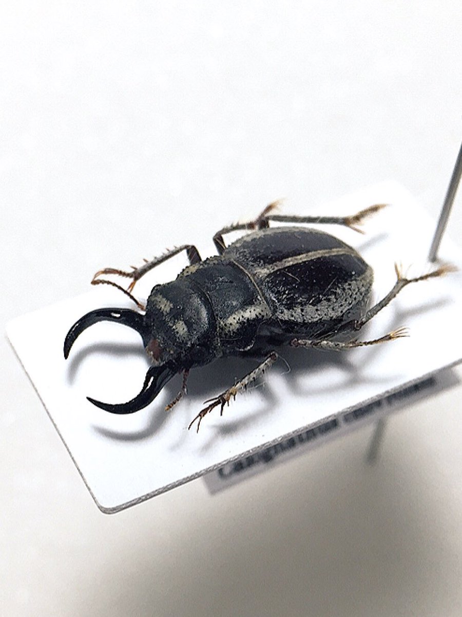 クワガタモドキゴミムシダマシ Calognathus chevrolati クワガタ似の