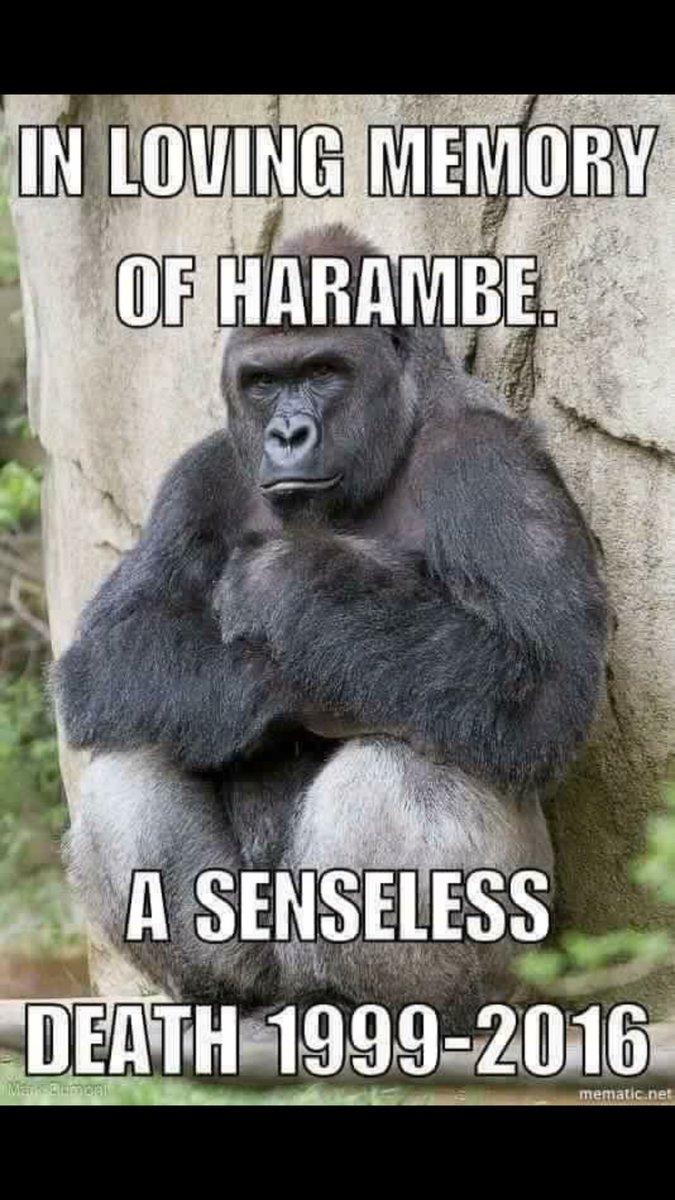 Zoo: How did he get into the inclosure, ma'am??
Mom: Well, we don't watch our children..