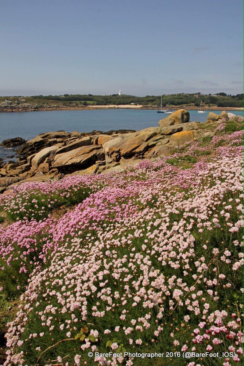 #SeaPinks on #Gugh, #Scilly #StAgnes #Lighthouse #Cove #Thrift #SeabirdsNesting #IOS #WildFlowerHour #Coast #Sea