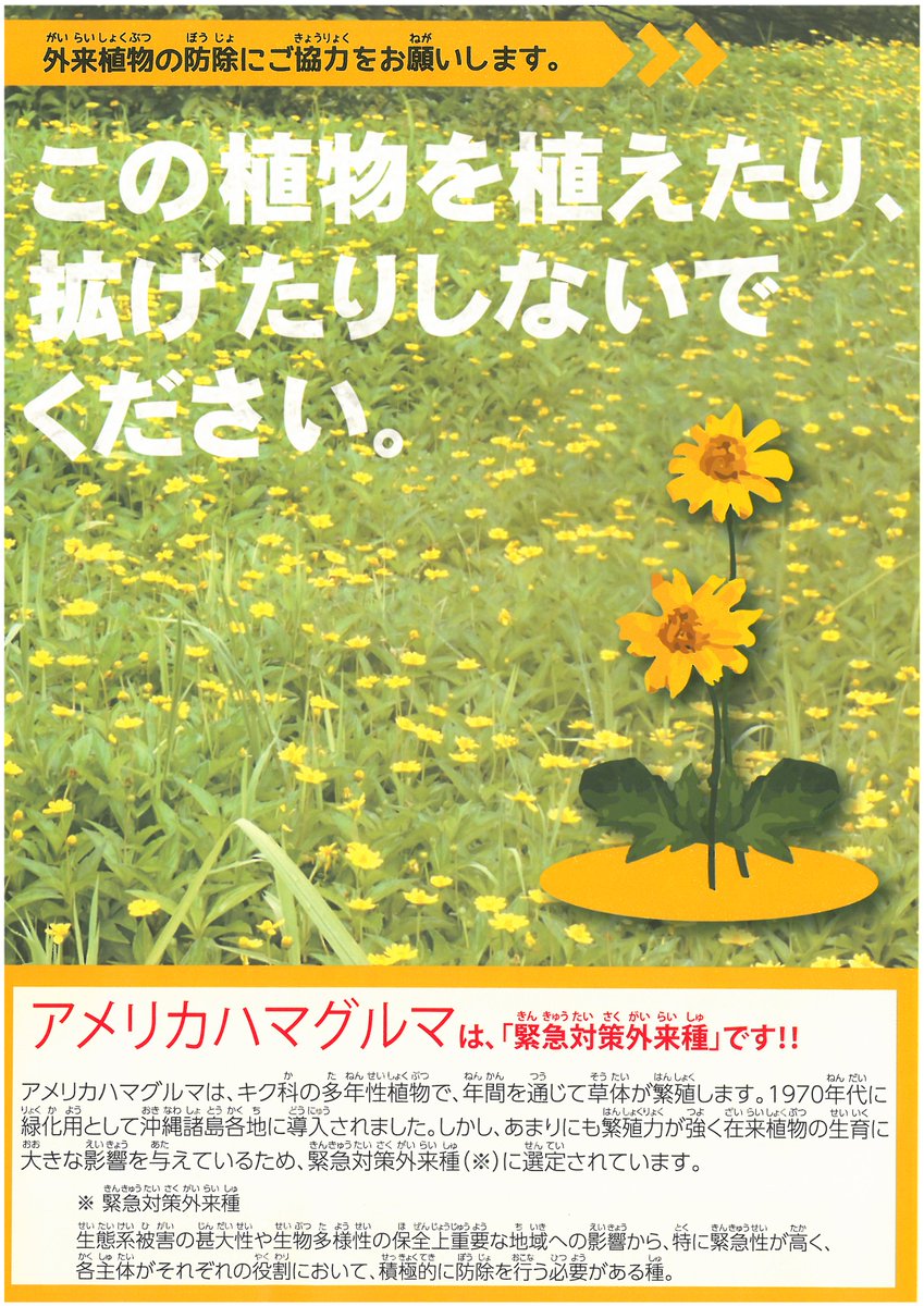 那覇市防災 アメリカハマグルマは生態系などに被害をおよぼすおそれある外来種のなかでも 緊急対策外来種 としてあげられています 観賞用として街路樹の下で意図的に刈り残されている事例も見られます 外来植物の除去にご協力をお願いします