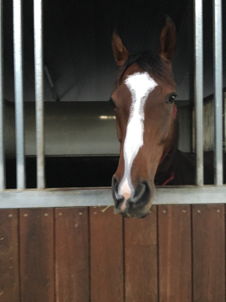 SJT_Stables's tweet photo. Just arrived back at Euroa. #boldsniper π https://t.co/1p5weVcF7A