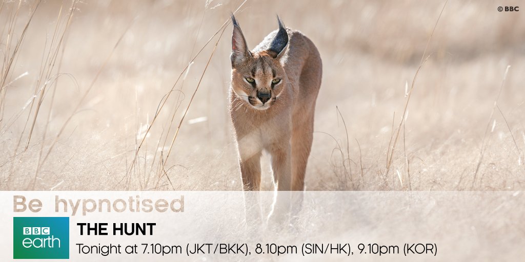 BBCEarthAsia's tweet photo. With nowhere to hide in lands like the desert or grassland, how do predators hunt? Find out tonight on #TheHuntBBC https://t.co/PkO7stYu5E