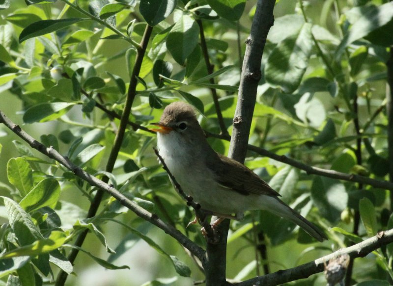 GaidisGrandans's tweet photo. Klusie ķauķi atgriezušies ligzdošanas vietā Rudzātu apkārtnē. #BootedWarbler #IdunaCaligata #Latvia https://t.co/Do6stu0HtD