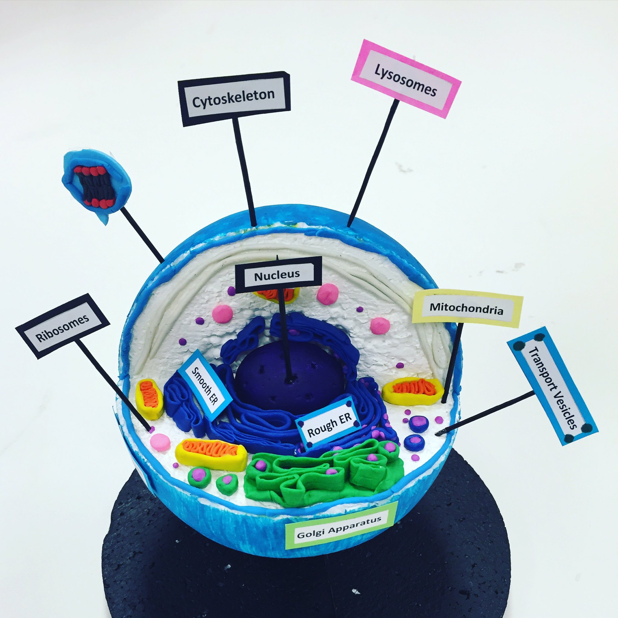 plant cell and animal cell 3d