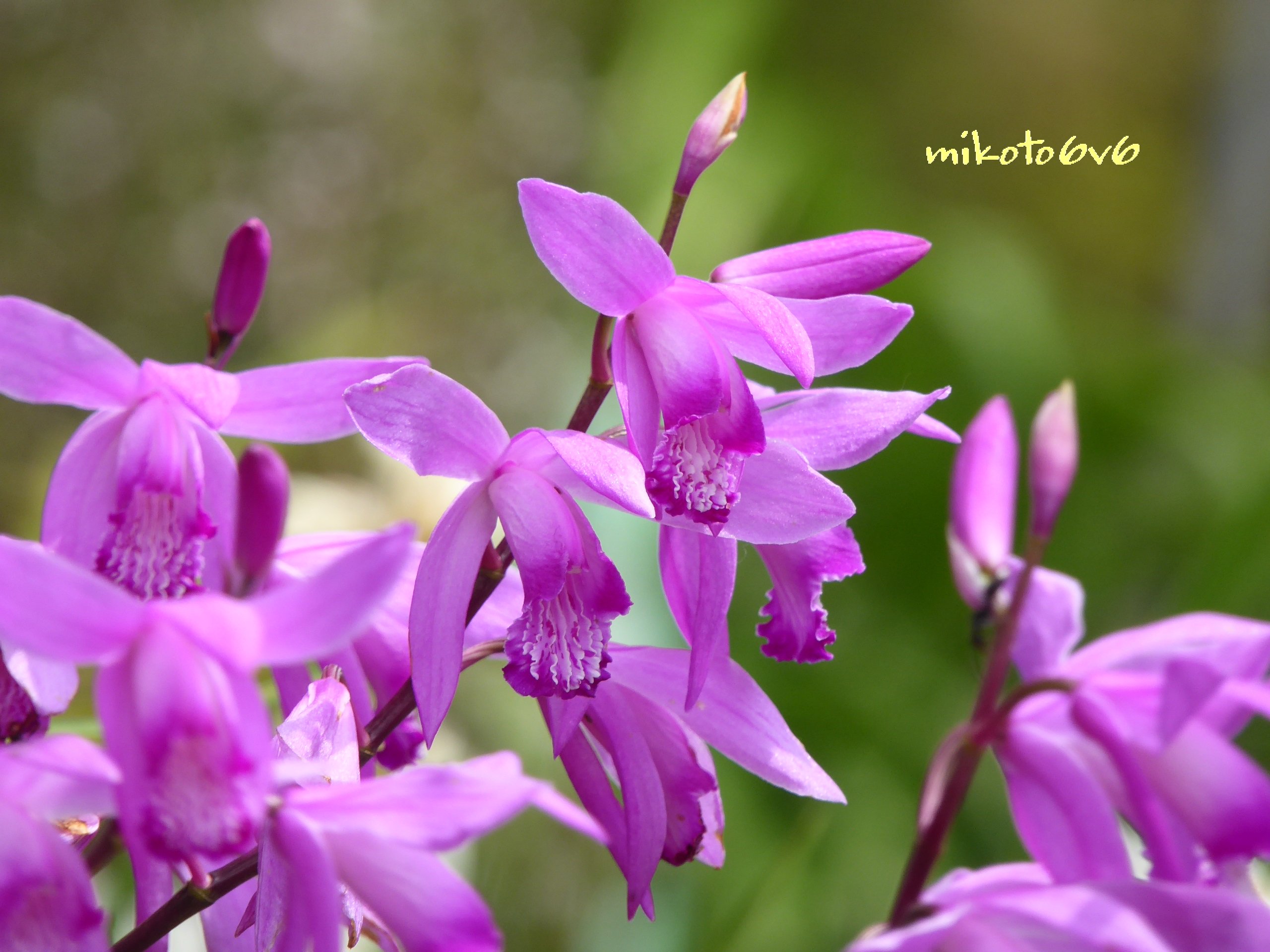 Bletillastriata Twitter Search Twitter