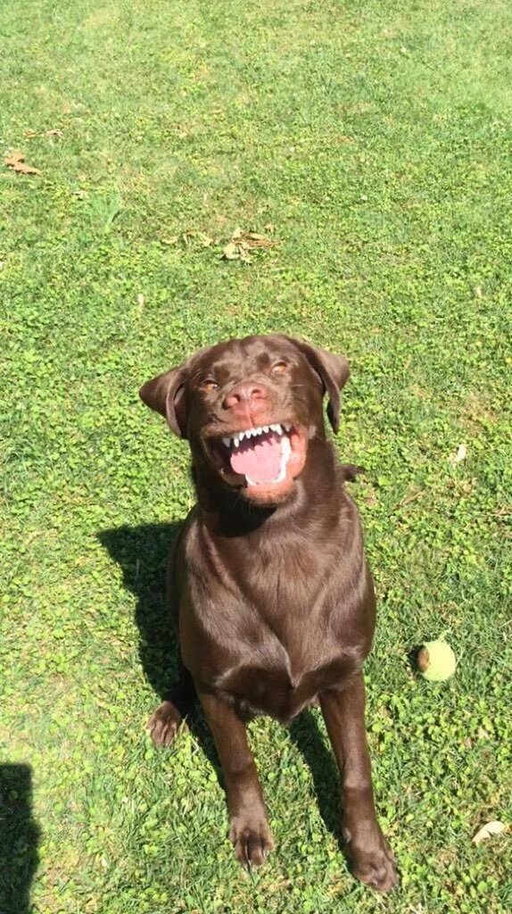 incredibleviews's tweet photo. In case you're having a bad day and need a reason to smile, here's a dog sneezing https://t.co/d7DBTextz6