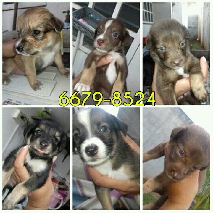 Hembritas en adopción, se dan esterilizadas. <a href="/CuadrillaPenny/">Cuadrilla Penny</a> <a href="/FeriaYoReciclo/">Feria Yo Me Reciclo</a> <a href="/DavisZone/">Ubaldo Davis Senior 🇵🇦</a> <a href="/denunciapma/">Denuncia Panamá</a> <a href="/AyudaPTY/">Ayuda PTY</a>