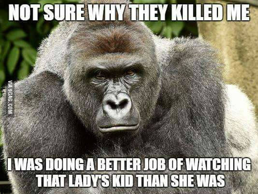 9GAG's tweet photo. RIP Harambe, he just had his 17th birthday. https://t.co/WQH2H10ymE