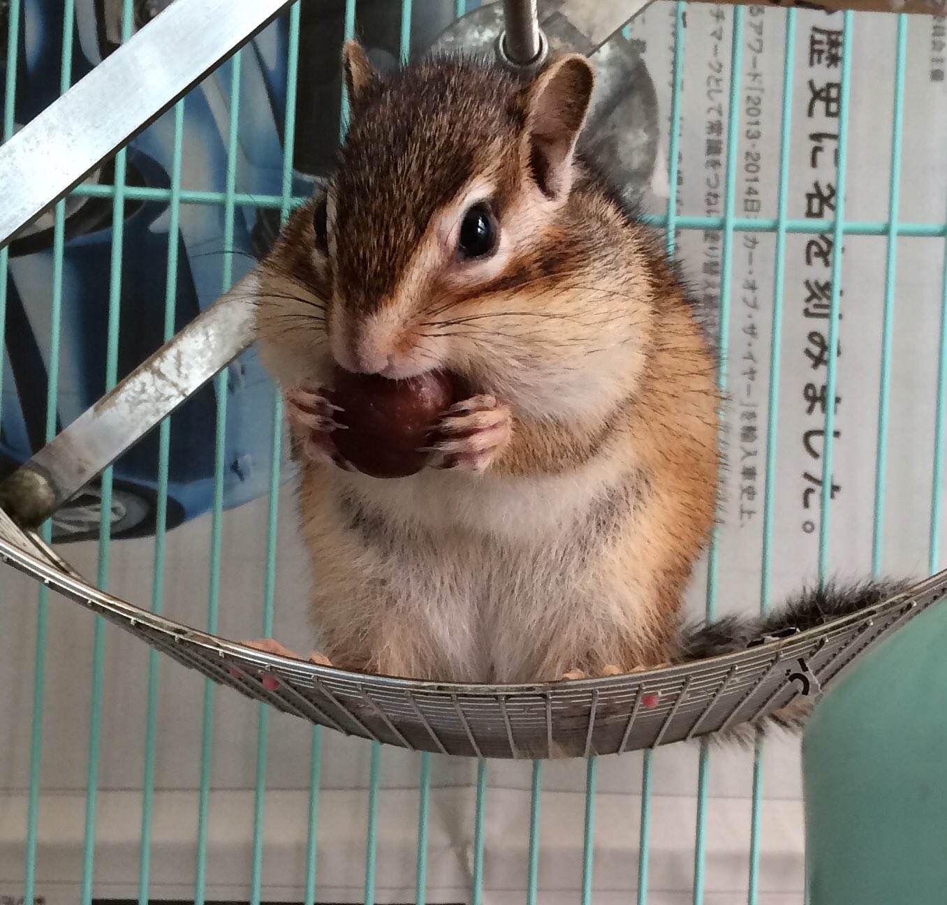 榮 Sakae 映画 Xxxholic 髪飾り製作 Silkart Himeko そうなんですね シマリスの 尻尾は巻かないからデザイン化は少し難しいかも Decoさんが作るシマリスはとてもリアルなので参考になると思いますよ T Co C9jzarfvth T Co