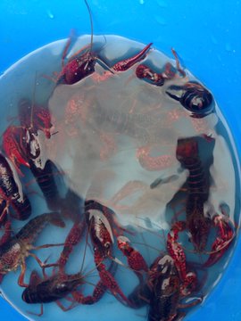 東京都内の釣り堀を紹介 デートや子供とのお出かけにもおすすめ Travelnote トラベルノート