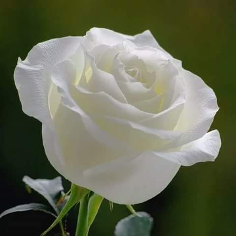 anisa64alsaadi's tweet photo. @Ayadjamaladdin نقاء وسﻻم https://t.co/A6uycvxNMp