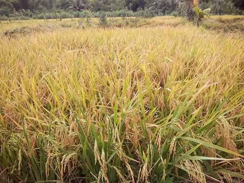 astillerocarol's tweet photo. Ganda ng palay with #KingHumusPlus. Average 75-80 cavans per hectare harvest now 125 cavans with KHP!!! #FarmingPH https://t.co/WV4rBqD0do