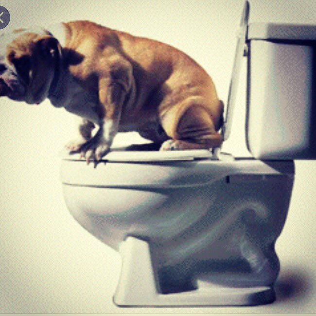 DaCodeABags1's tweet photo. #wishfulthinking #dogsoftwitter #bulldogs #dogtricks #pottytraining #everydogpoops #toiletselfies #dogs https://t.co/MYnbmxSd70