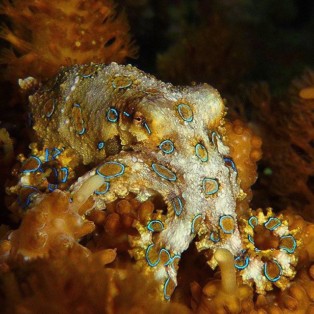 OctopusGifts's tweet photo. Just 5cm of pure gold ● Solo 5cm de oro puro | #blueringedoctopus #pulpodeanillosazules #t… https://t.co/i6aJjUVSNI https://t.co/fp8GgcBfV8