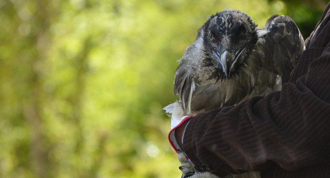LPOFrance's tweet image. 2 jeunes #gypaètes lâchés en #Lozère dans le cadre du #LIFE_Programme #GYPCONNECT.+ d&apos;infos: l.lpo.fr/uSeic