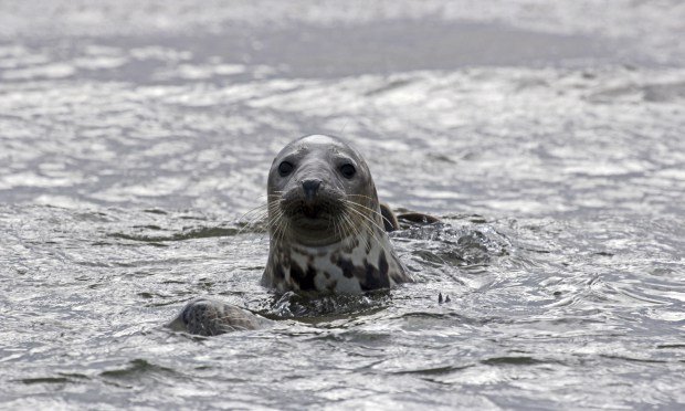 The Daily Pinniped tweet media