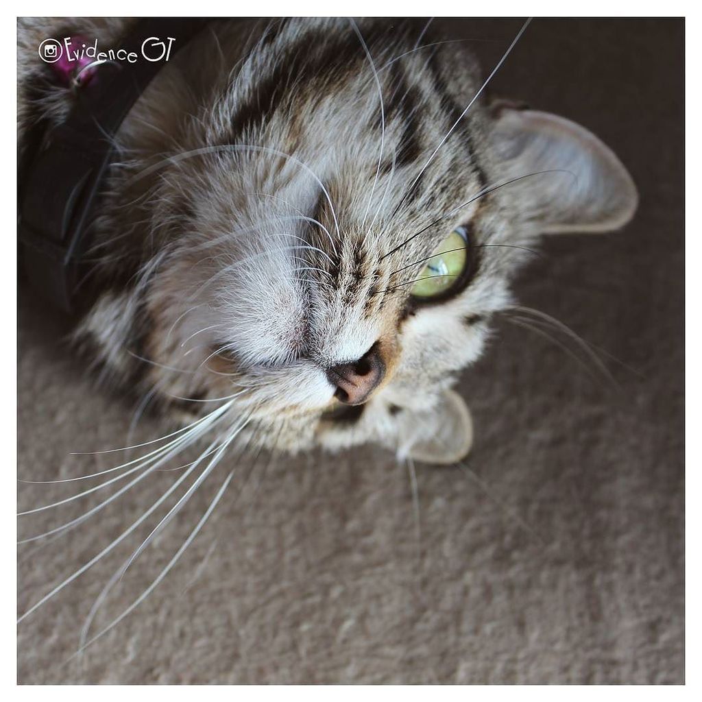 💛💛💛 #tabbycat #cat #cats #meow
#котофотосессия #meowbox #meowsofinstagram #catsagram #ятакфотографирую #catstagram …