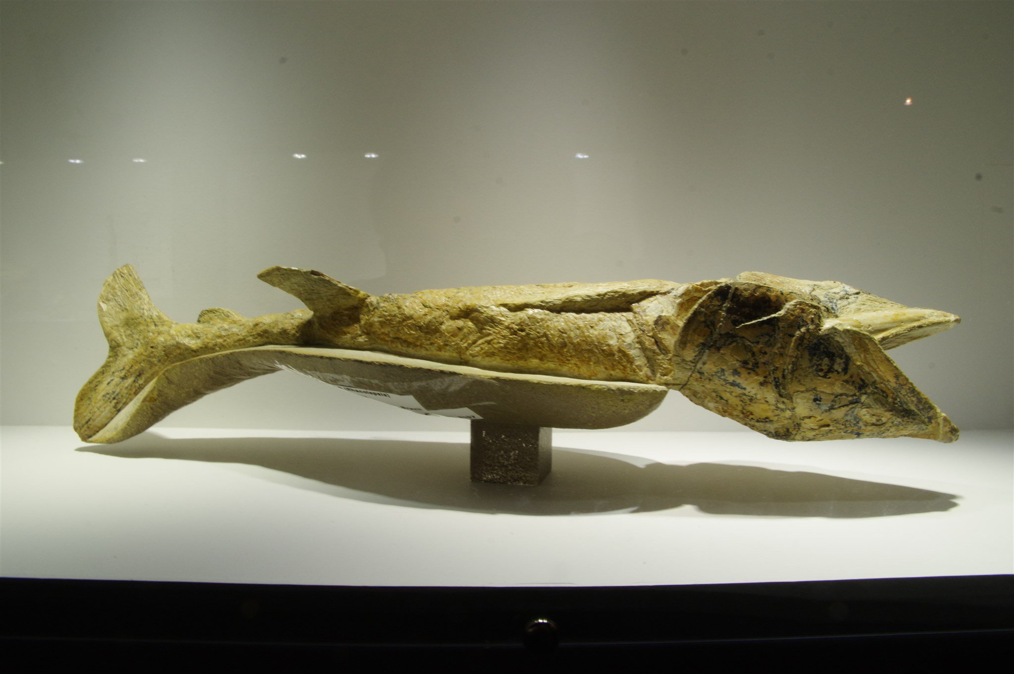 【⭐️大特価　超貴重⭐️】魚の化石　アメリカ購入 ナム على X: 