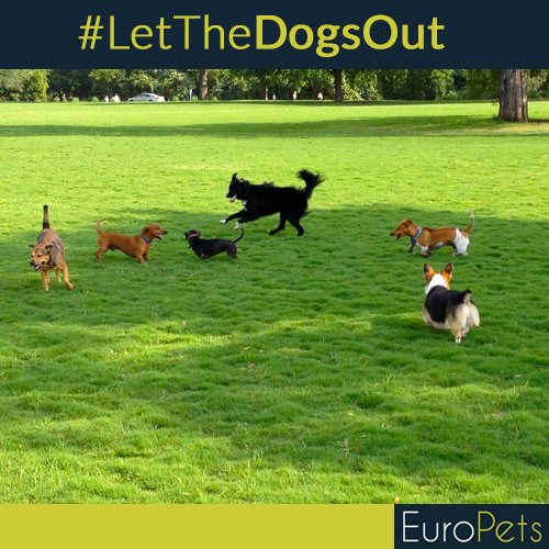 MyEuroPets's tweet photo. Paws Pet Planet #DogPark  is an area dedicated to indoor and outdoor parks for plenty of space to frolic off-leash. https://t.co/pe1KhypoSQ