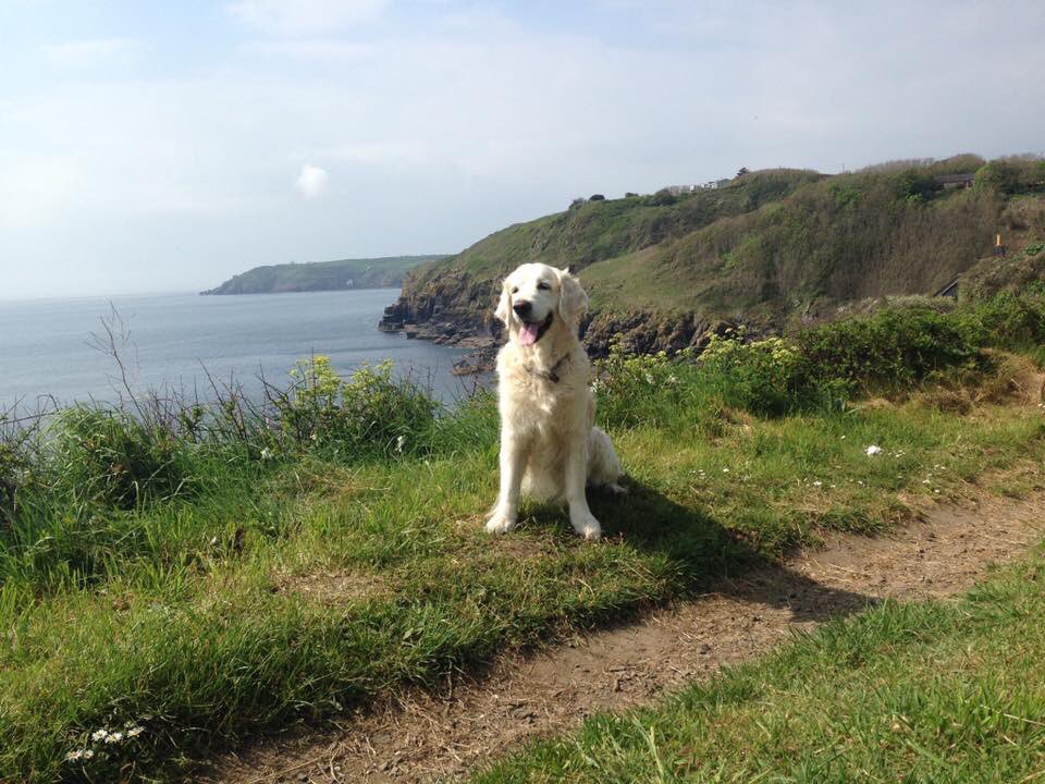 PowerofPoldark's tweet photo. Photo:#MarkBest 14 year old #Bonnie on the coastal path above #Cadgwith #Cornwall #PoldarkCountry https://t.co/LBICvUw1cs