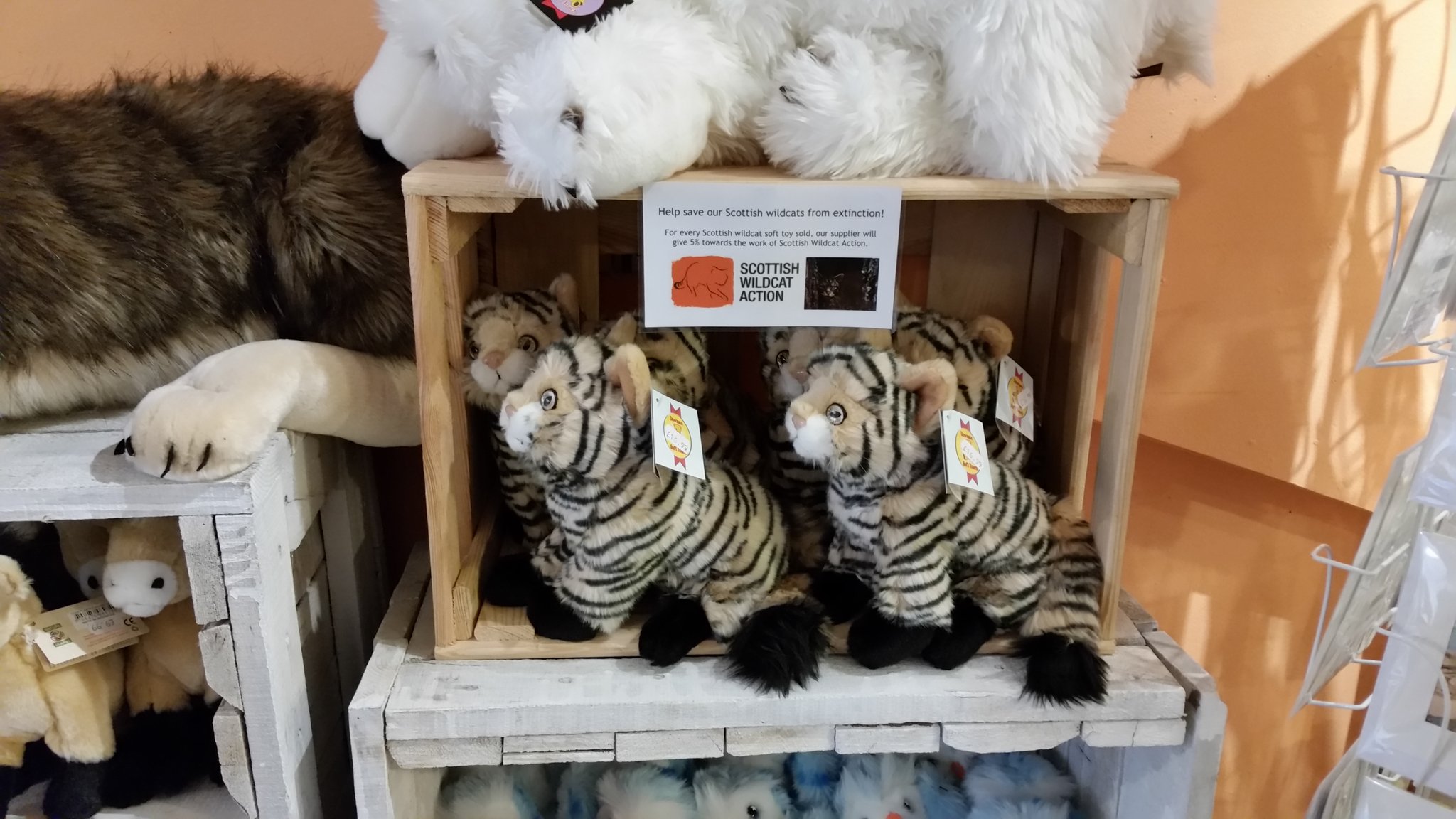 wildcat stuffed animal