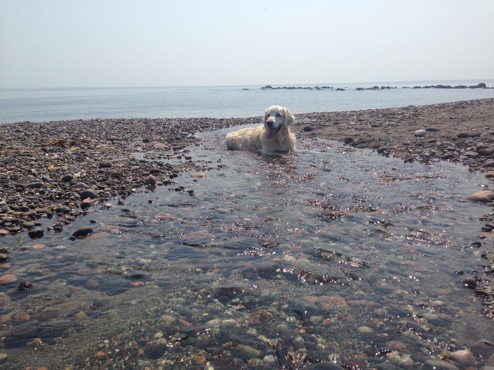 PowerofPoldark's tweet photo. Photo: #MarkBest #Bonnie on the #Lizard last week #PoldarkCountry https://t.co/Fcxf6nfMFr