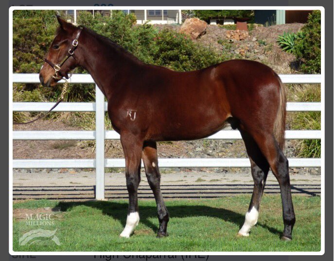 Rheinwood's tweet photo. Thrilled to secure this #HighChaparral colt @mmsnippets today from the draft of #RiverJunction #classictype https://t.co/xh8iWKo3Li