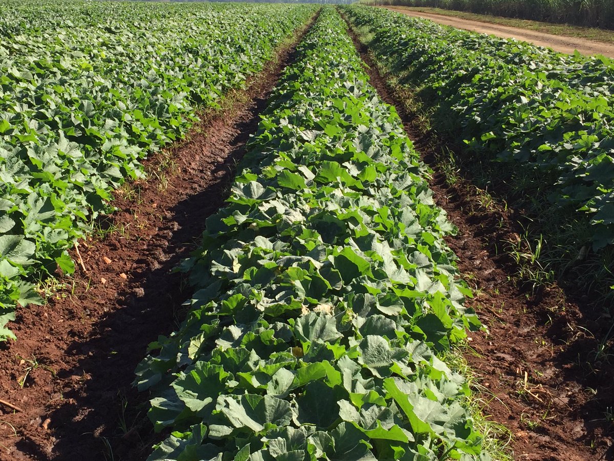 HoekSeedlings's tweet photo. Cosmos - Bush Type #Butternut. #Sakata #SakataSeed #Cucurbits #Squashes #Seedlings #HoekSeedlings #Pongola https://t.co/a5l1GCAr2t