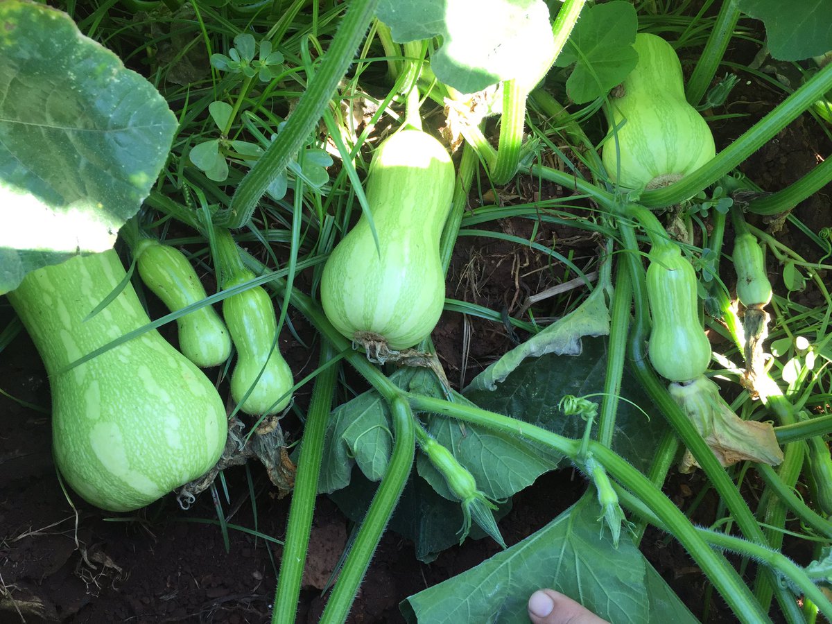 HoekSeedlings's tweet photo. Cosmos - Bush Type #Butternut. #Sakata #SakataSeed #Cucurbits #Squashes #Seedlings #HoekSeedlings #Pongola https://t.co/a5l1GCAr2t