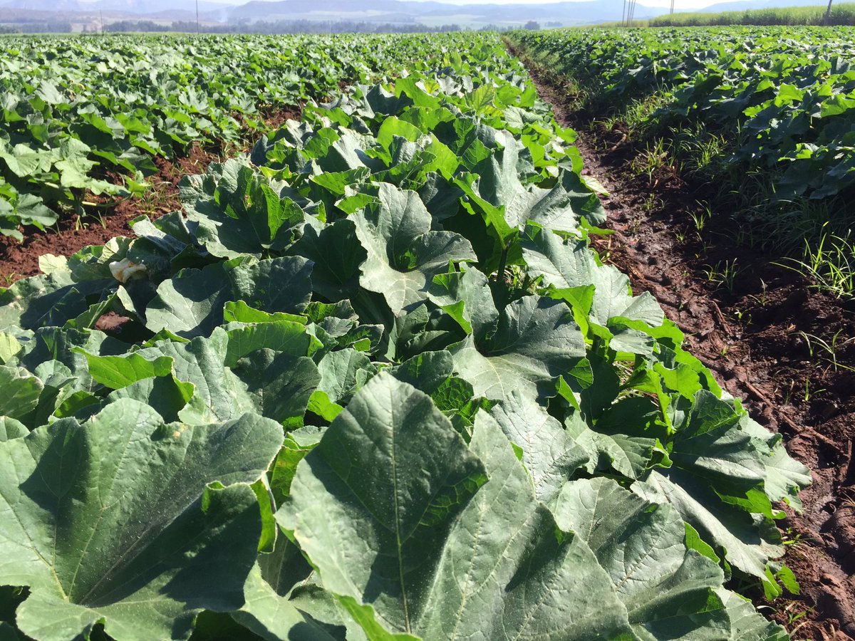 HoekSeedlings's tweet photo. Cosmos - Bush Type #Butternut. #Sakata #SakataSeed #Cucurbits #Squashes #Seedlings #HoekSeedlings #Pongola https://t.co/a5l1GCAr2t