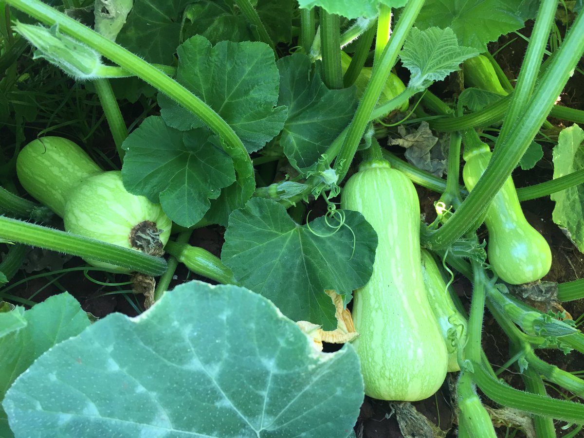 HoekSeedlings's tweet photo. Cosmos - Bush Type #Butternut. #Sakata #SakataSeed #Cucurbits #Squashes #Seedlings #HoekSeedlings #Pongola https://t.co/a5l1GCAr2t
