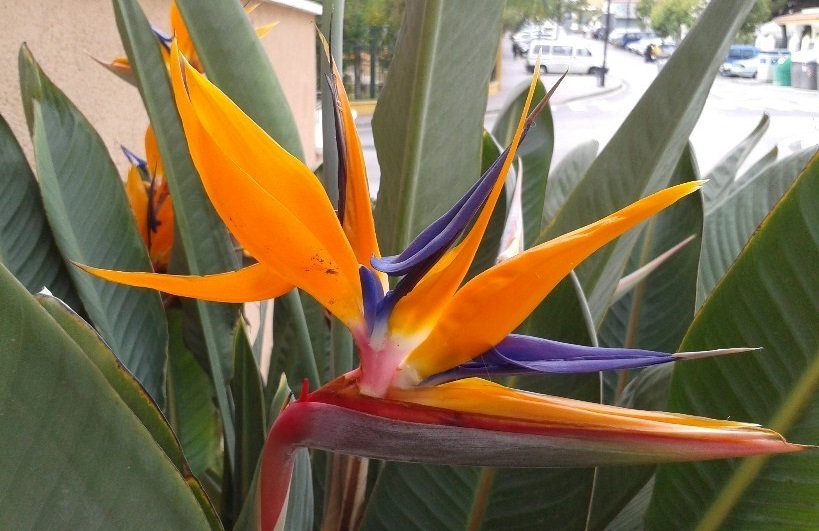 aspilanica's tweet photo. @tiempobrasero --esta mañana Fuengirola, y la flor de pájaro, ave del paraiso, flor de la grua..... https://t.co/DRwEq4sZCD