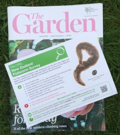 OPALnature's tweet photo. OPAL #NZFlatworm #citizenscience survey https://t.co/Gg8vNLhBrI Gardeners beware this critter! #TheGarden @The_RHS https://t.co/asa8pLeHRx