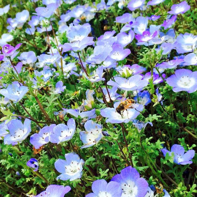びっくりするくらい暇なのに外出たくない病(｡-_-｡)１週間くらい続いてる風邪早く治らないかなぁ(｡-_-｡)  はぁ〜お花の写真見返して癒される。蜘蛛と蜂🐝 https://t.co/qJcjxNO