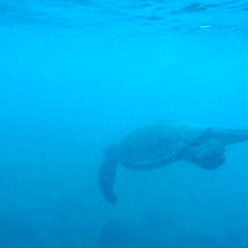 OhanaSurfPro's tweet photo. Seeing blue 🔷
🐢#honu #seaturtle
#bluemind #ocean #diveunder #turtle #ohana #surf #project … https://t.co/tprYV6RbT7 https://t.co/QBTMLxIOZs