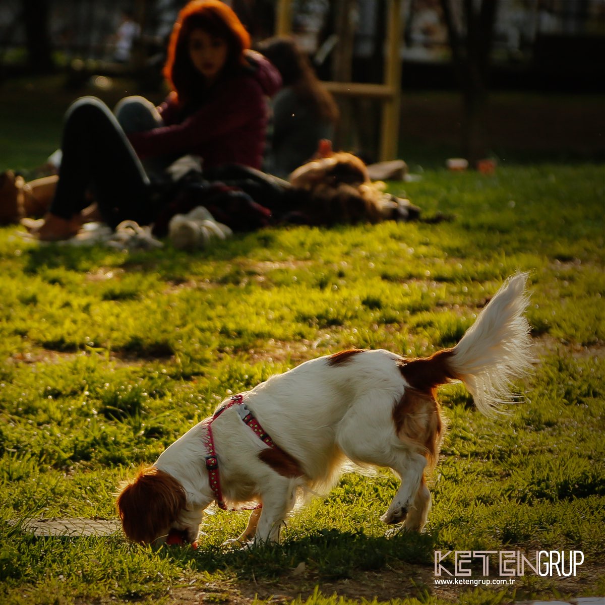 Sadık dostlarımızın bahar sevinci...