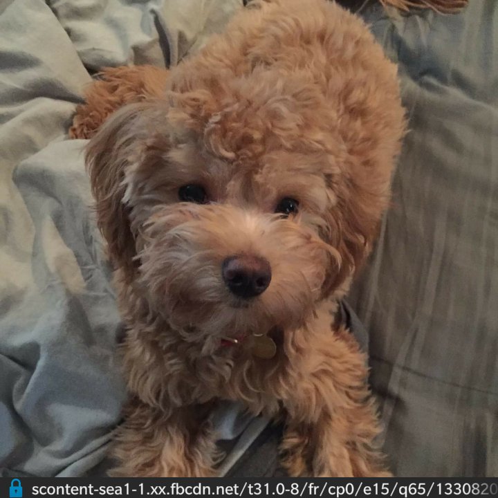 ICdrew's tweet photo. Despite amazing amounts of help #BringGideonHome continues. Last seen: River Ave/Osborne Village. Please RT &amp; share! https://t.co/8wB9J0gCP7