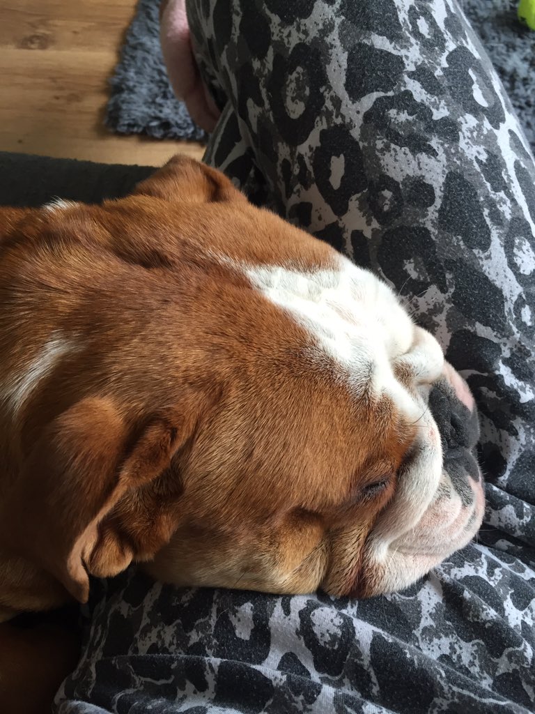 devilspawn40's tweet photo. Lazy bulldog! https://t.co/19ZYofFgRx