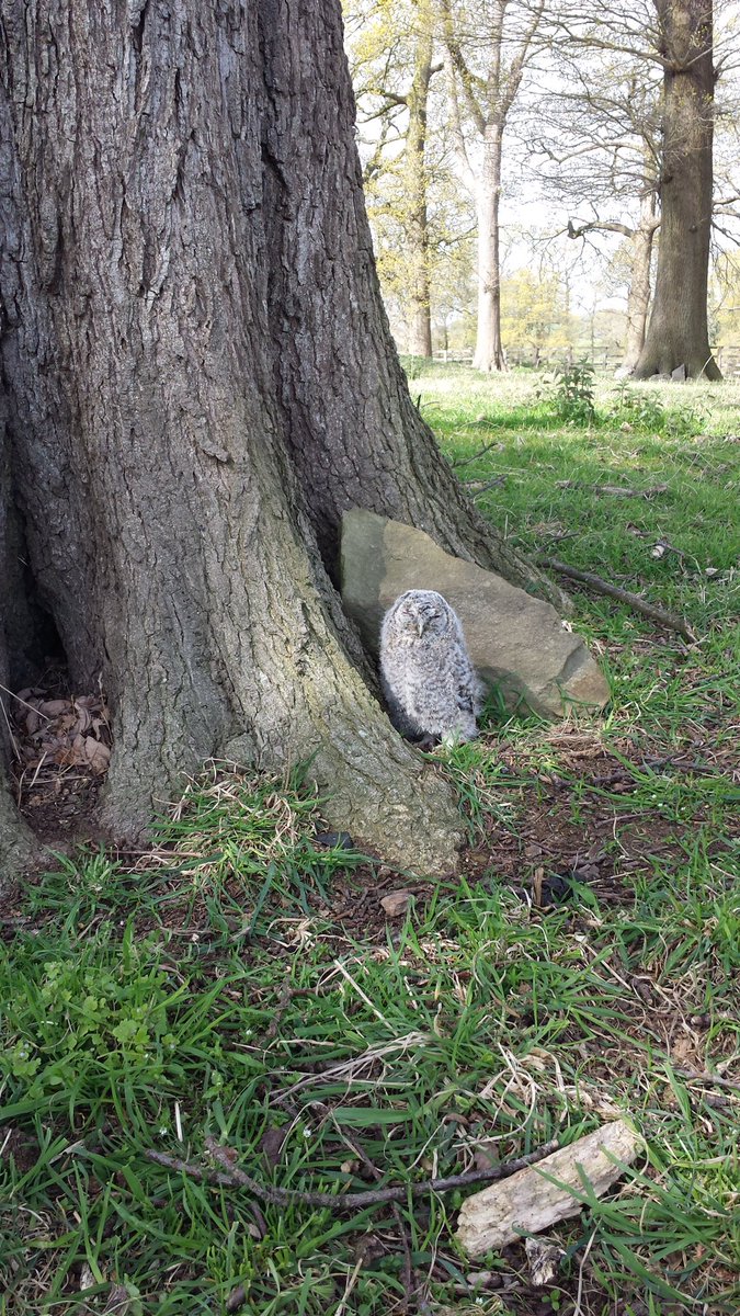 themichaelowen's tweet photo. I was on wildlife watch during my run in my garden this morning! https://t.co/0iynjvEof7