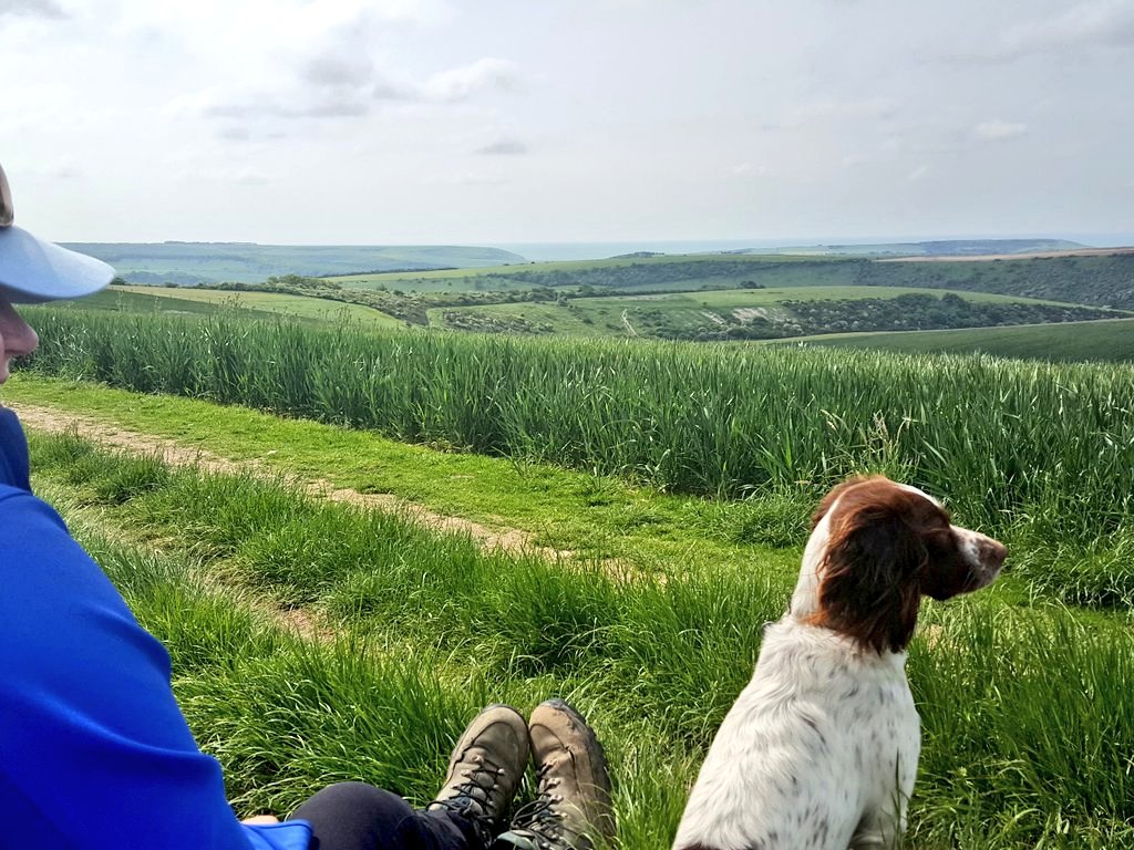 Bouthesearchdog's tweet photo. Look at me I'm out &amp; about again on the beautiful #southdowns. Great place for us dogs @BasecampSDW #getoutexplore https://t.co/9iDKQ46zfS
