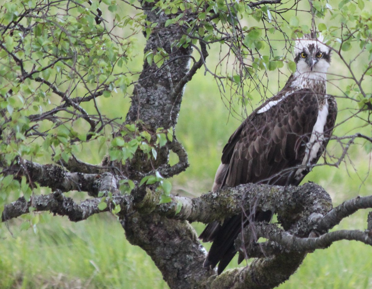 Who's watching who? Another shot of the #osprey in Glen Etive yesterday. @GlencoeRangers <a href="/rspb/">rspb</a>
