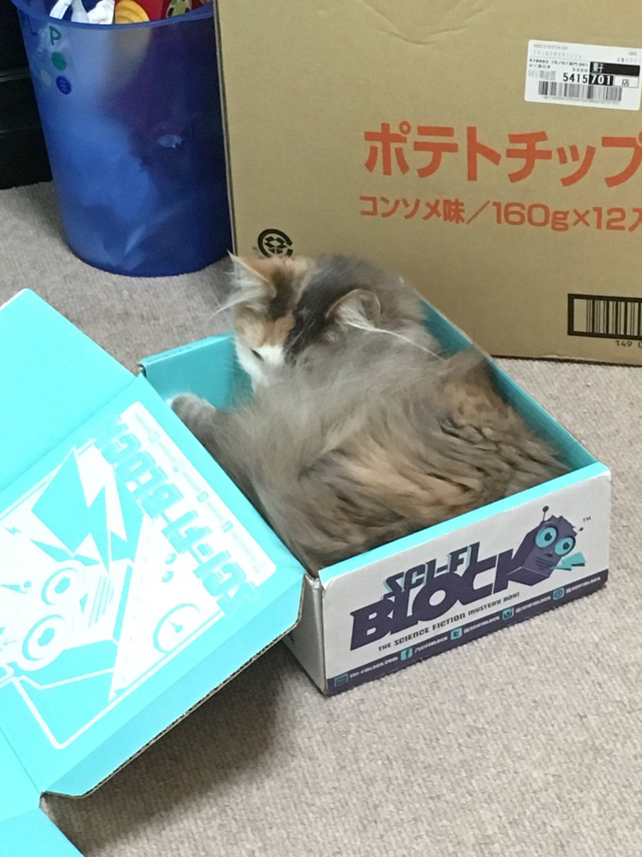 codylmartin1701's tweet image. If it fits I sits. #NerdBlock #NorwegianForestCat