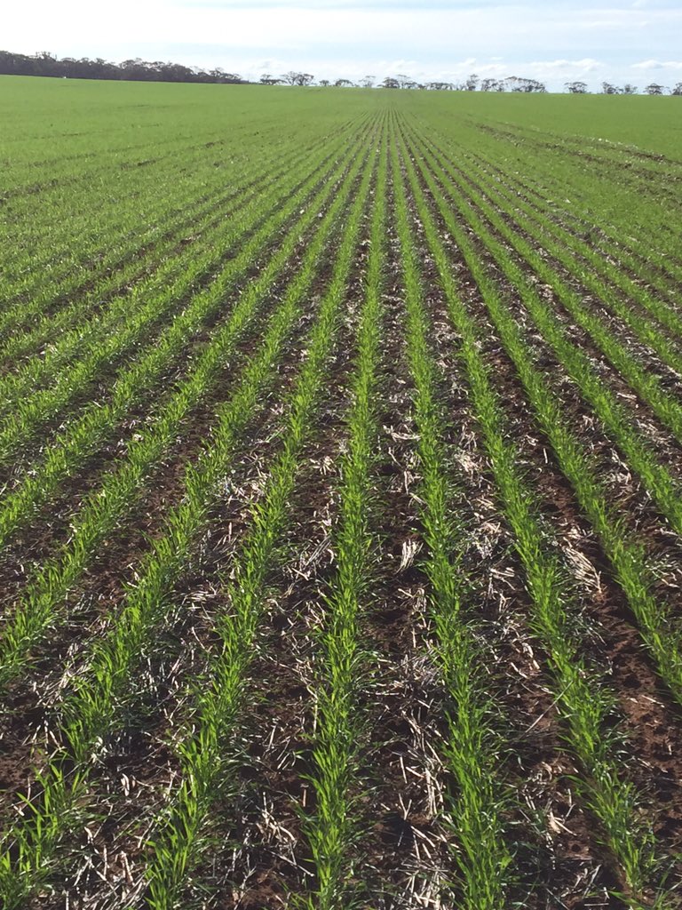 scotty17worner's tweet photo. #Cosmick looking good thus far https://t.co/KBrcUf4A8k