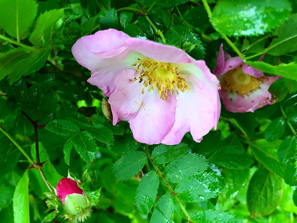 はこねのもり女子大学 はこじょ 公式 こんにちは スタッフ鈴木です 箱根町の花 箱根山椒薔薇が見頃を迎えています 富士 箱根地域に自生し 葉は山椒の葉に似ています 蕾は濃赤色をしていますが 開花すると薄いピンク色になるんですよ サン