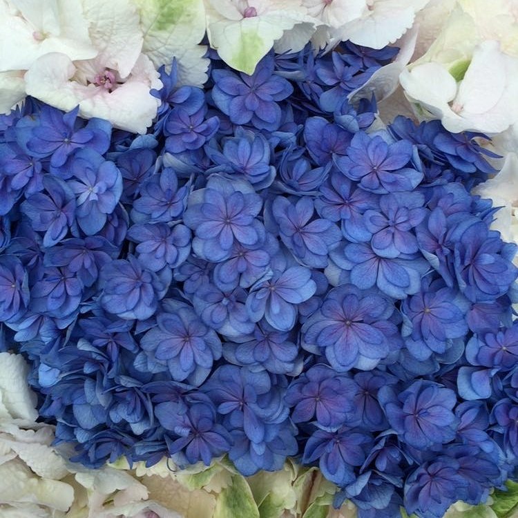 Hydrangea season in full swing.