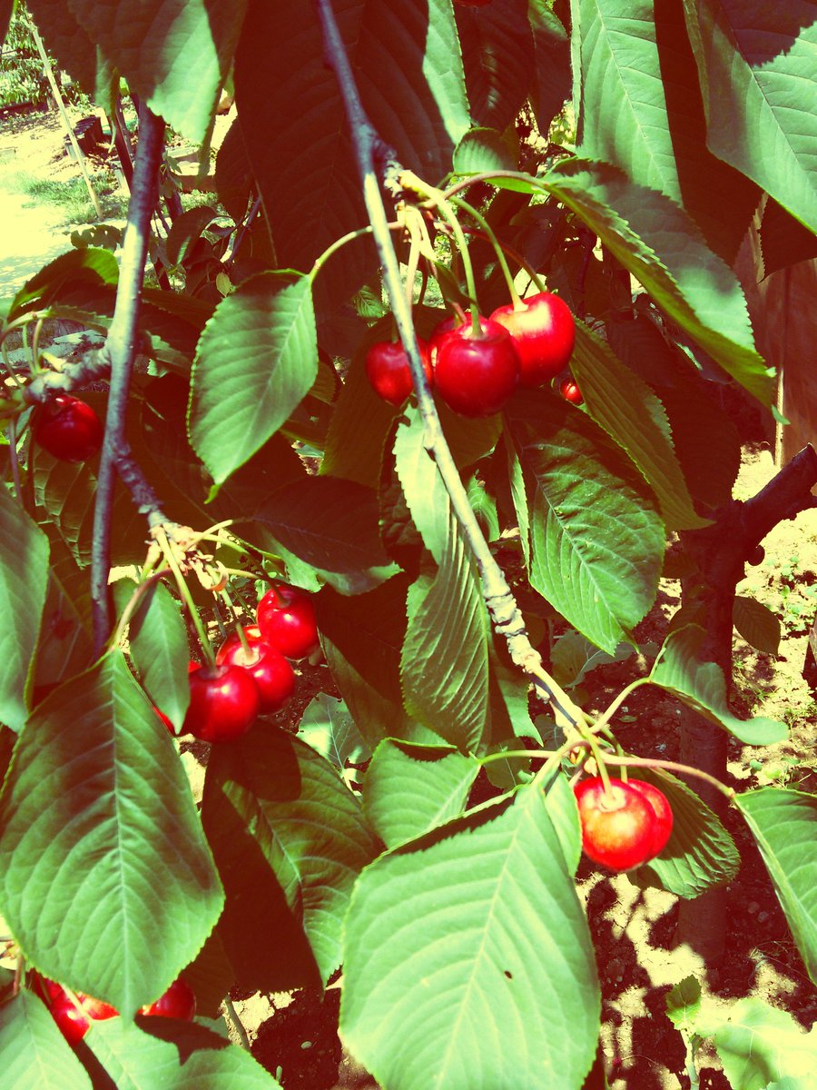 Çilek'ten sonra sıra Kiraz da 😊 🍒